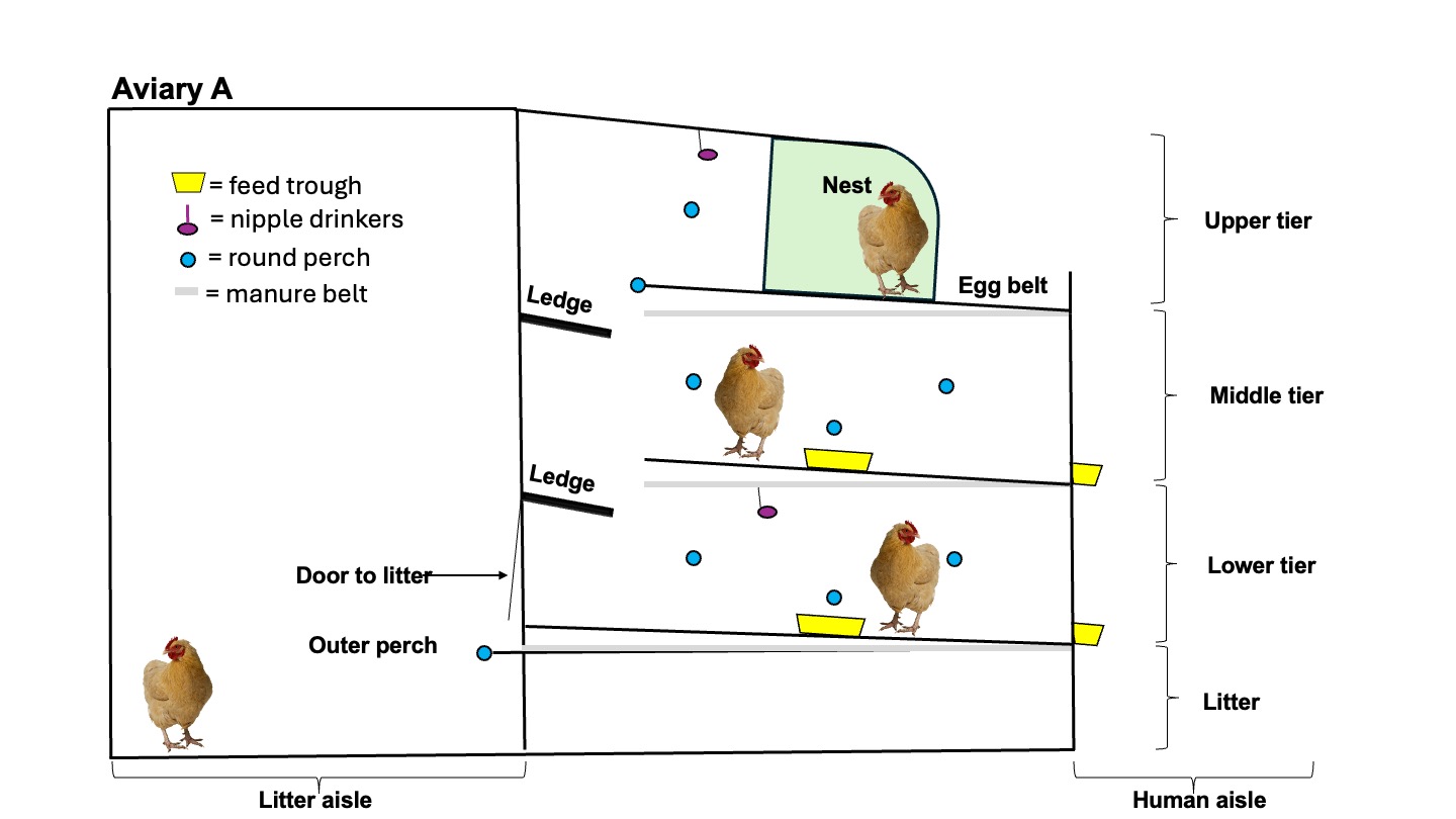 Aviary A.jpg